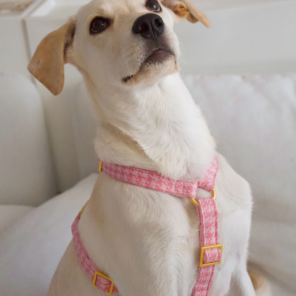 WINDSOR DOG HARNESS