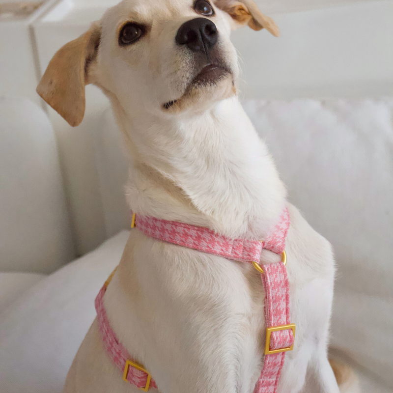 WINDSOR DOG HARNESS