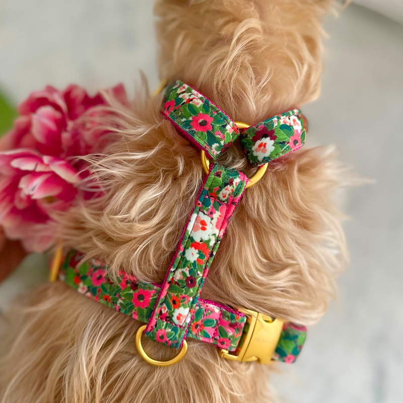 dog harness EVERGREEN