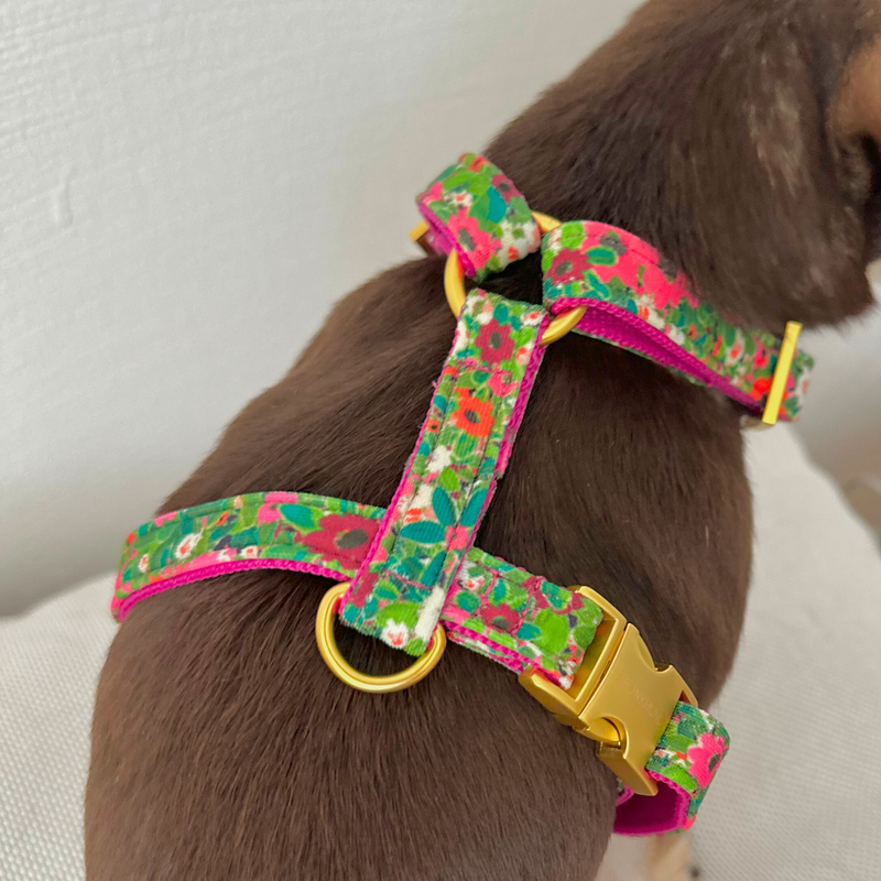 dog harness EVERGREEN