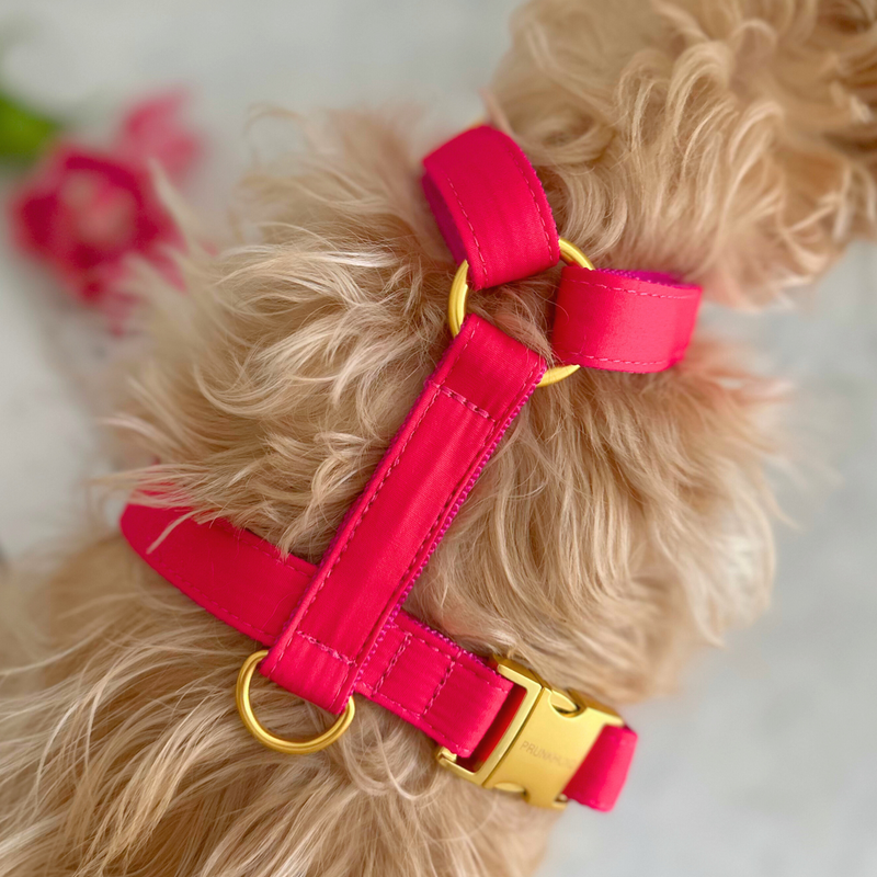 dog harness EVERGREEN