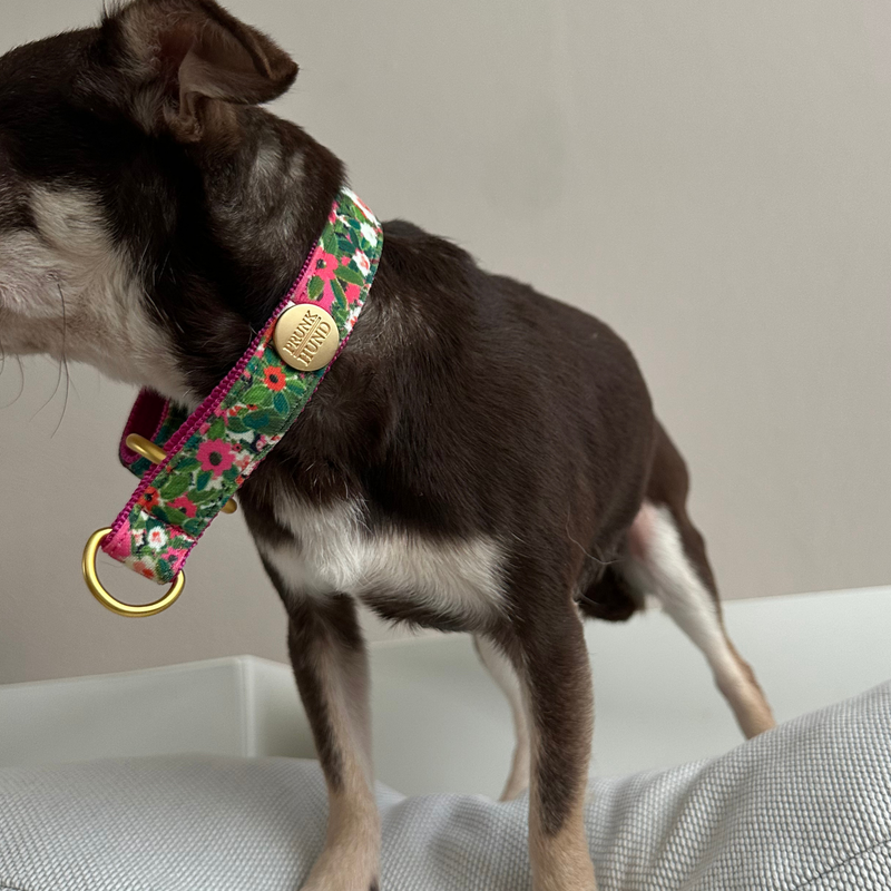 martingale CHESTNUT collar