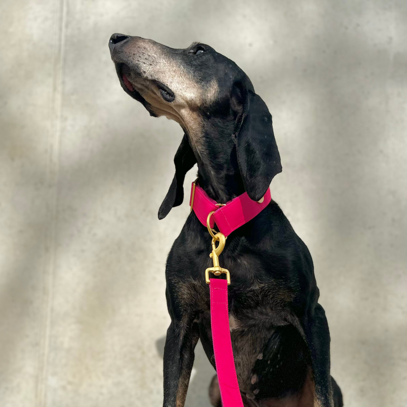 martingale CHESTNUT collar