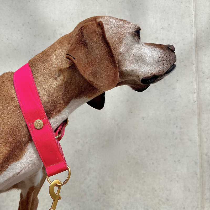 martingale CHESTNUT collar