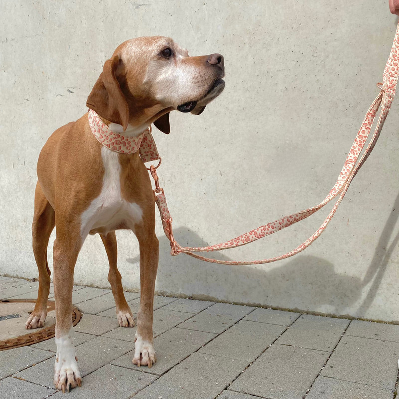 ECLIPSE leash