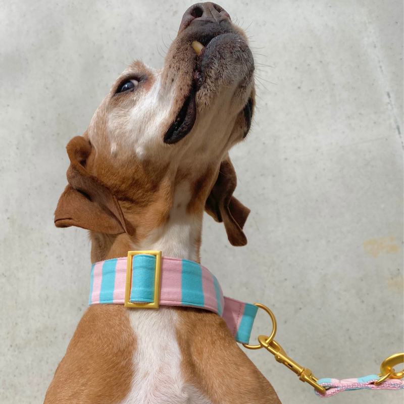 martingale CHESTNUT collar