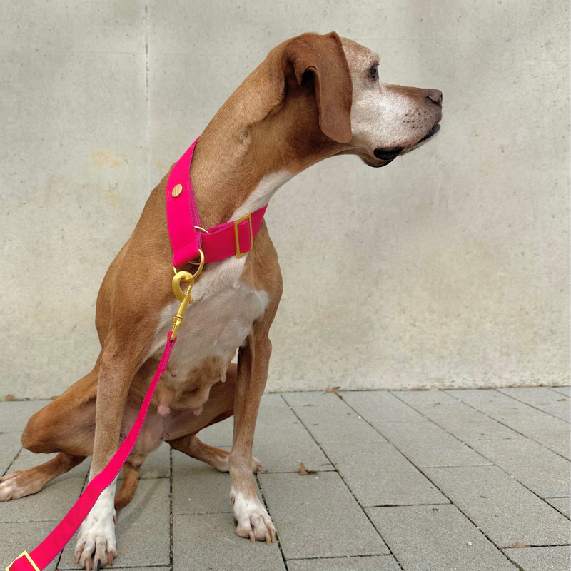 martingale CHESTNUT collar