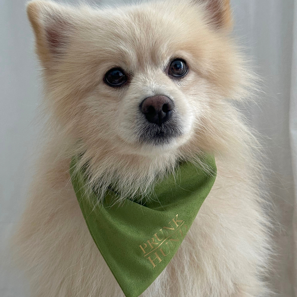 Dog bandana EVERGREEN