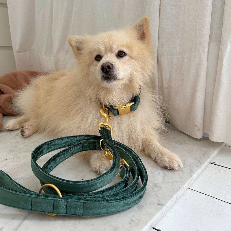 PINE leash