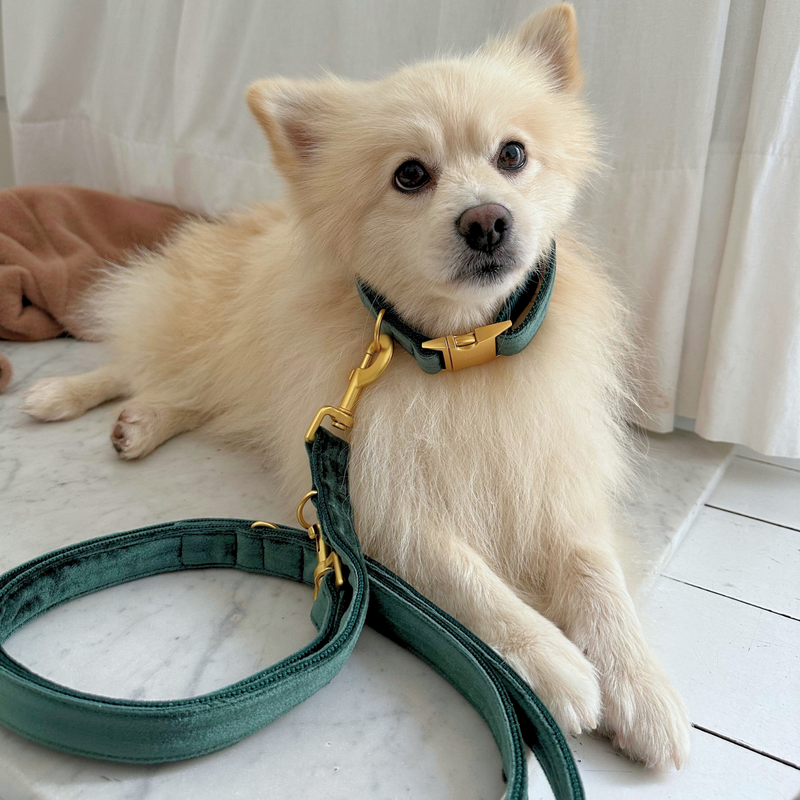 PINE leash