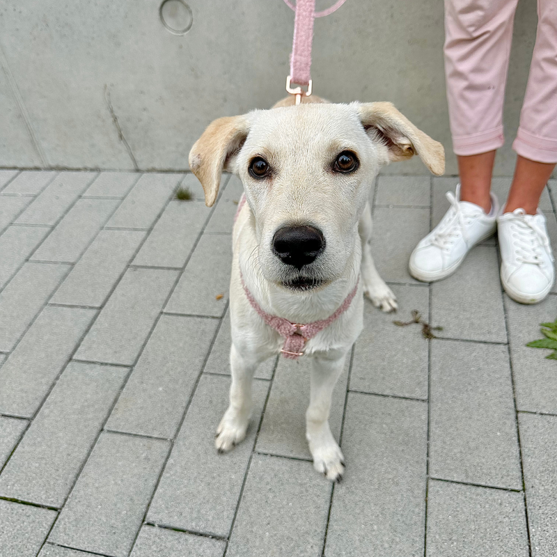 TEDDY blush safety harness